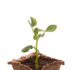 Young pea seedling