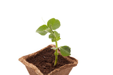 Young pea seedling
