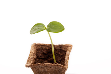 Young cucumber seedling