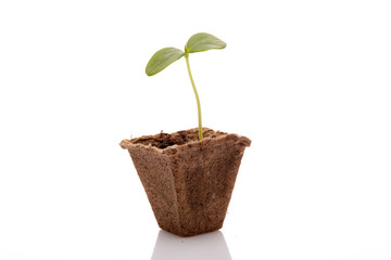 Young cucumber seedling