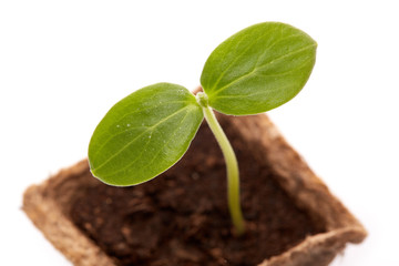 Young cucumber seedling