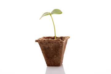 Young cucumber seedling