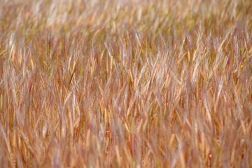Fototapeta premium Golden wheat field