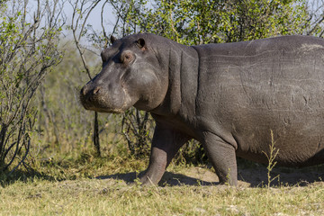 Hippo or common hippopotamus (Hippopotamus amphibius). Botswana