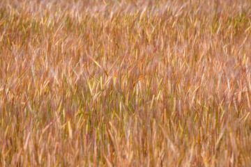 Golden wheat field