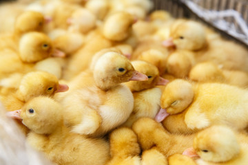 Little yellow ducklings on a poultry farm