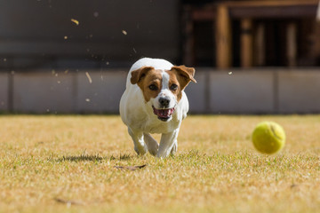 Close up action image of a jack russel dog chasing after a tennis ball on a lawn