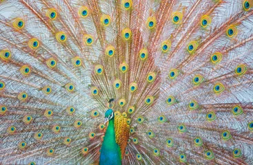 Fotobehang Green beautiful peacock © muratart