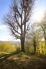 Fototapeta premium Hills in the spring