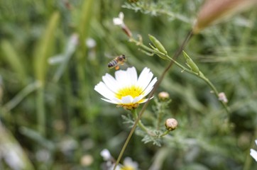 LA ABEJA Y LA MARGARITA