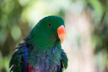 Parrot portrait of bird. Wildlife scene from tropic nature.