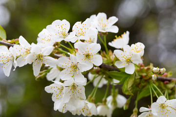 Cherry blossom in spring for background.