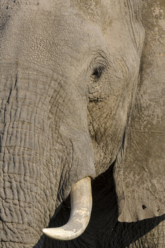 African bush elephant or African elephant (Loxodonta africana). Botswana
