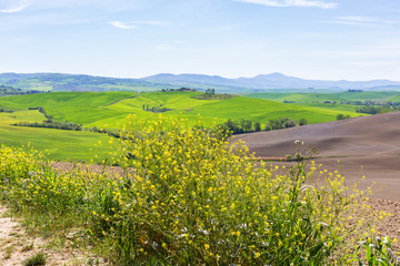 Flowered flowers in a field