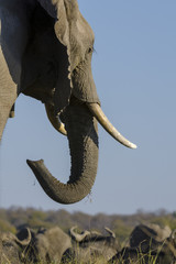 African bush elephant or African elephant (Loxodonta africana). Botswana
