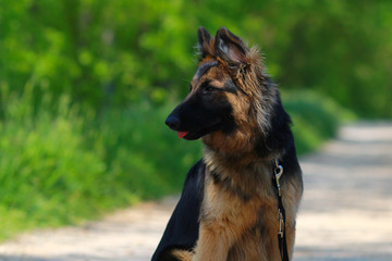 german shepherd puppy