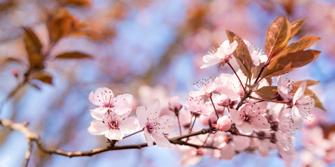 Blüten Hintergrund mit Textfreiraum im Frühling