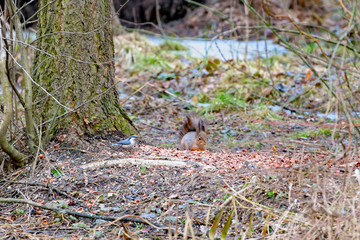 Red eurasian squirre and Nuthatch