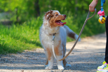 Australian shepherd puppy © melounix