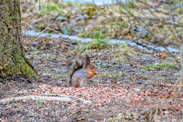 Eurasian red squirrel