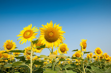 Field of blooming sunflowers.