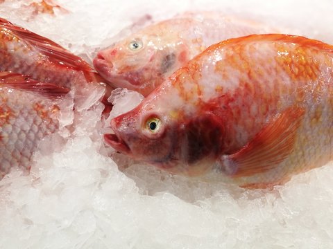 Red Snapper on ice stall for sale
