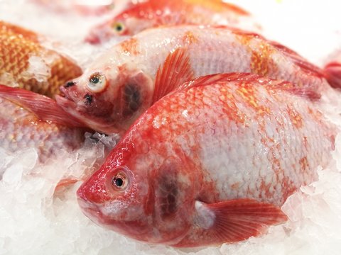 Many Red Snappers on ice stall for sale