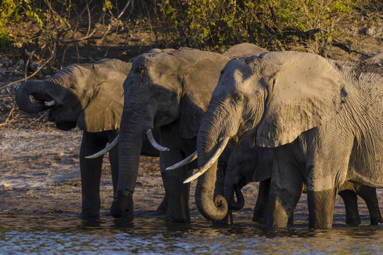 African bush elephant or African elephant (Loxodonta africana) drinking. Botswana