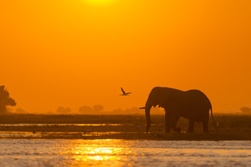 African bush elephant or African elephant (Loxodonta africana) crossing the Chobe River at sunset. Botswana - obrazy, fototapety, plakaty