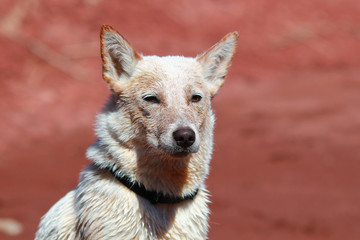 australian cattle dog puppy