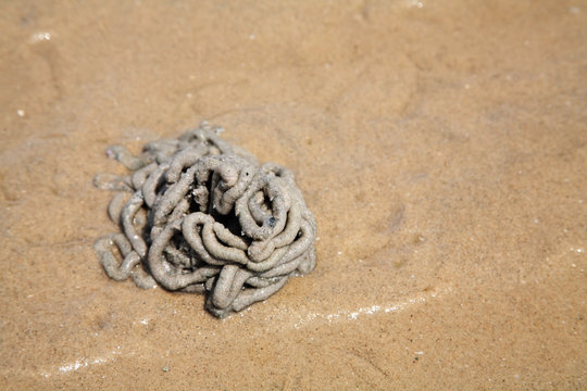 Arenicola marina or lug worm