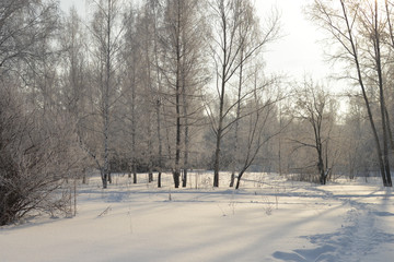 Fototapeta premium Grove in winter. Frost. Trail
