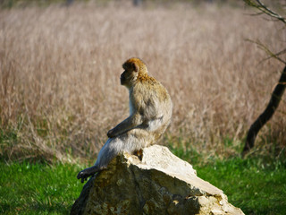 Macaque de Barbarie