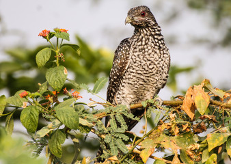 The Asian koel (Eudynamys scolopaceus)[3][4] is a member of the cuckoo order of birds, the Cuculiformes. It is found in the Indian Subcontinent, China, and Southeast Asia. 