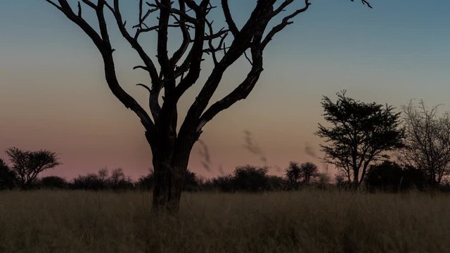 A slow push-in scenic timelapse at sunset of an Acacia tree in the South African Savanna Bushveld, Kalahari desert with lots of Acacia trees and tall grass, dip to black