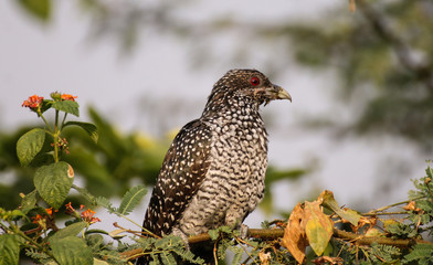 The Asian koel (Eudynamys scolopaceus)[3][4] is a member of the cuckoo order of birds, the Cuculiformes. It is found in the Indian Subcontinent, China, and Southeast Asia. 