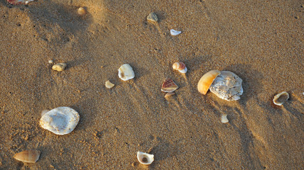 shells on a beach