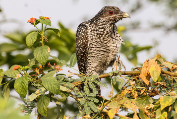 The Asian koel (Eudynamys scolopaceus)[3][4] is a member of the cuckoo order of birds, the Cuculiformes. It is found in the Indian Subcontinent, China, and Southeast Asia. 