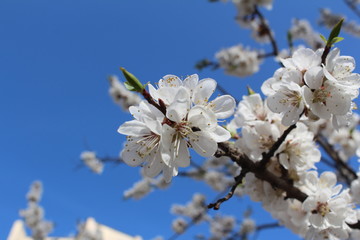 Apricot blossom against the sky