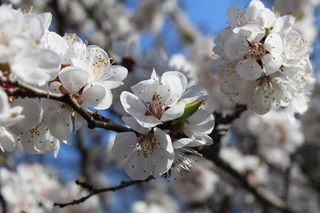 Flowering apricot