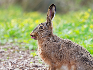 European hare - Lepus europaeus