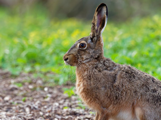 European hare - Lepus europaeus