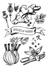 Hand drawn set of herbs and spices - poppy, ginger root, cardamom, coriander, fennel, cloves, black pepper, cumin, vanilla pods with a flower. Vector Illustration. - 143951961