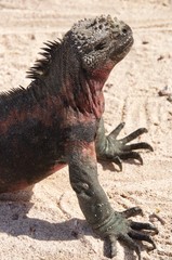 Sunbathing Iguana on a sandy beach in the Galapagos Islands