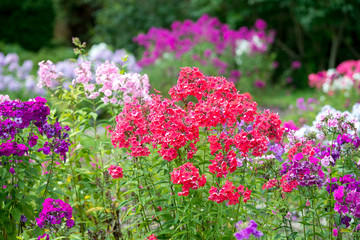 Obraz premium Flowers pink phlox in the garden