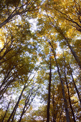 Fototapeta premium Drzewa