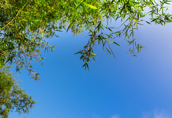 Freshness green color leaf of bamboo