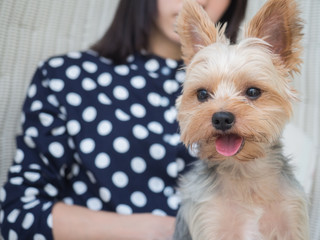 Small cute funny Yorkshire Terrier puppy dog stand on the rattan chair and looking for something.