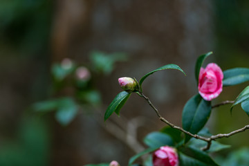 Pink camellia bud and flowers