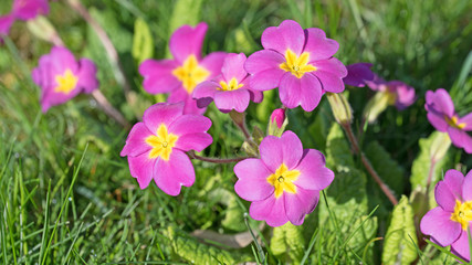 Primeln, Primula